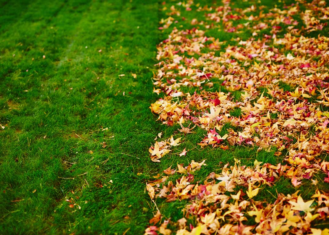 Bagging vs. Mulching Grass Clippings