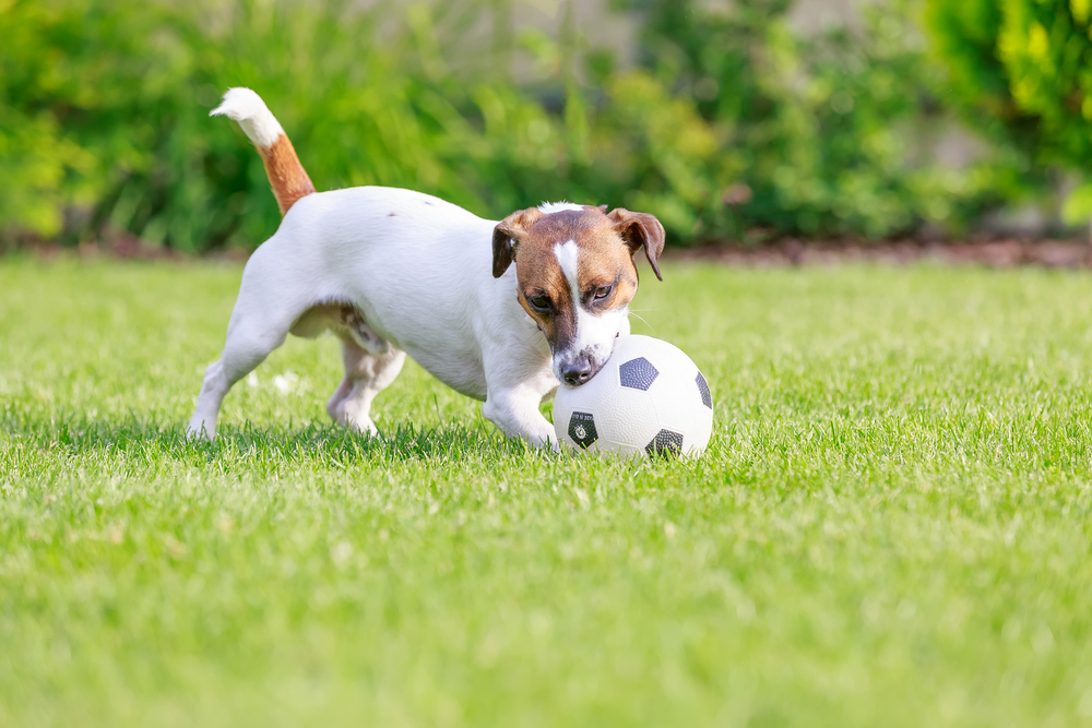Dog Playing with Soccer Ball