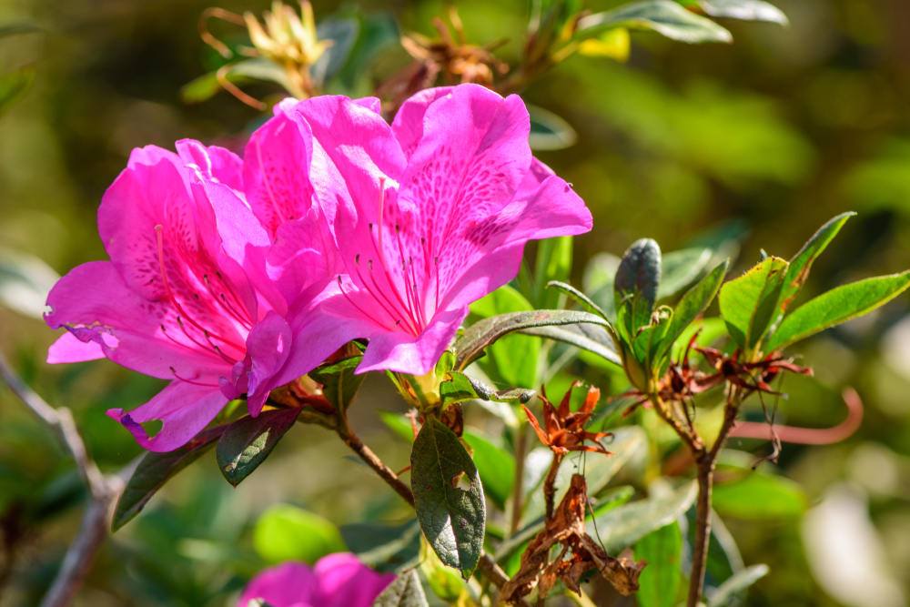 azalea-landscaper-list