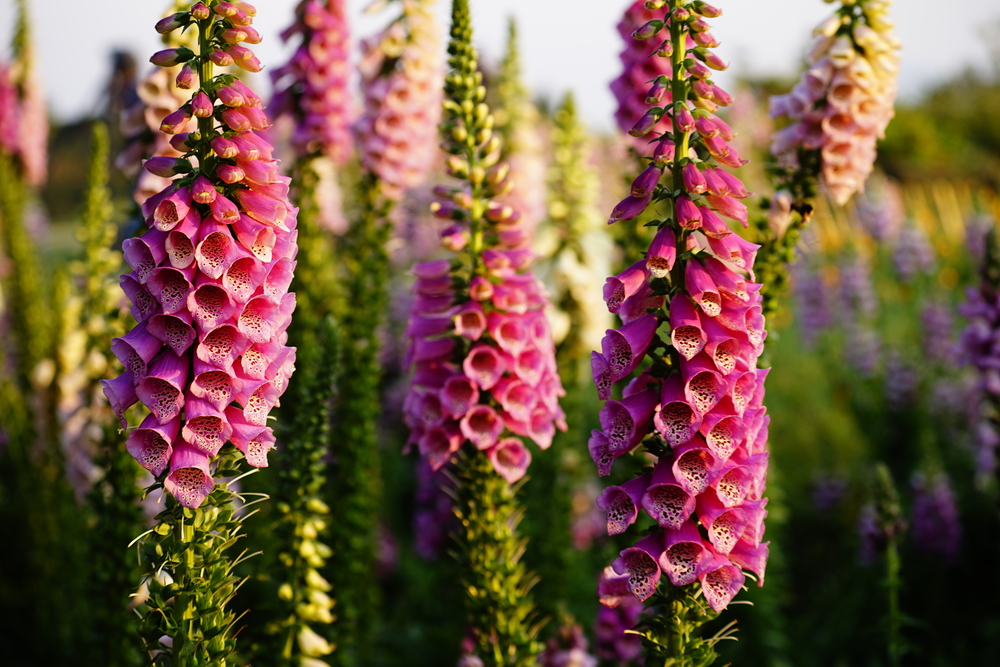 foxglove