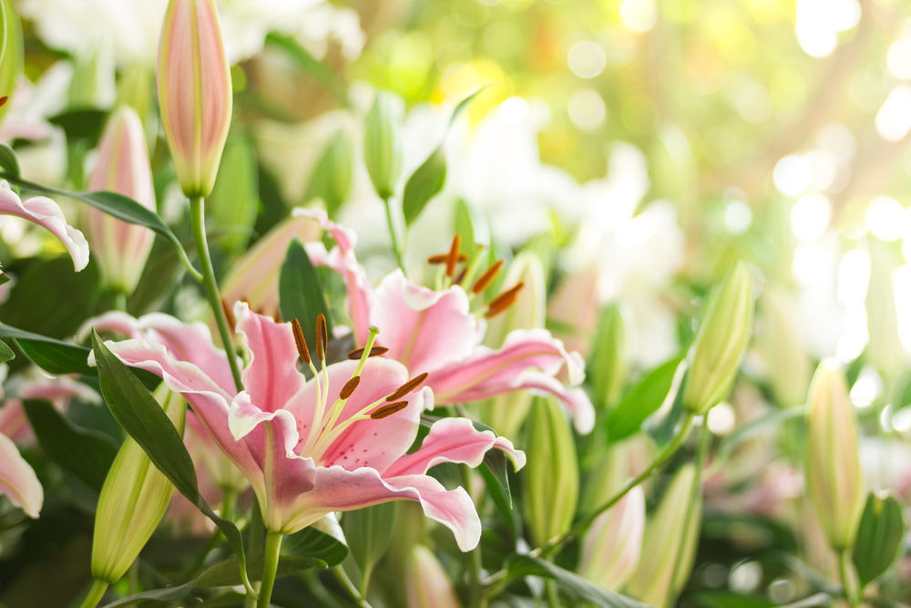 lilies-landscaper-list