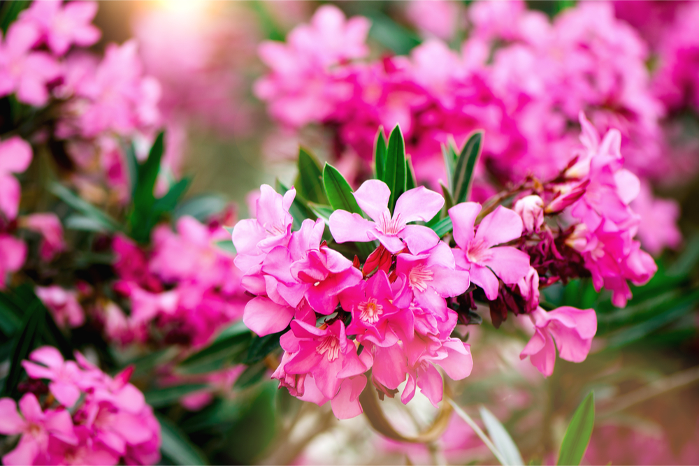 oleander-landscaper-list