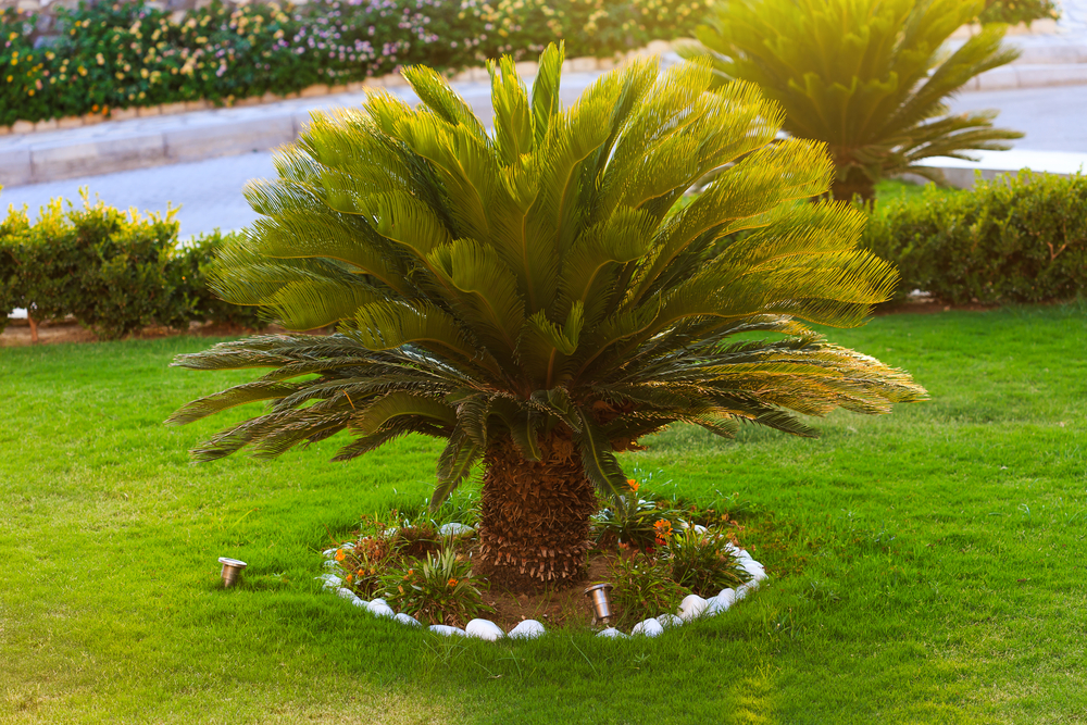 sago-palm