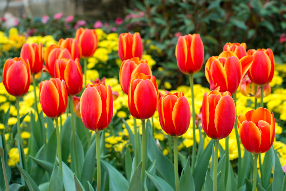 tulips